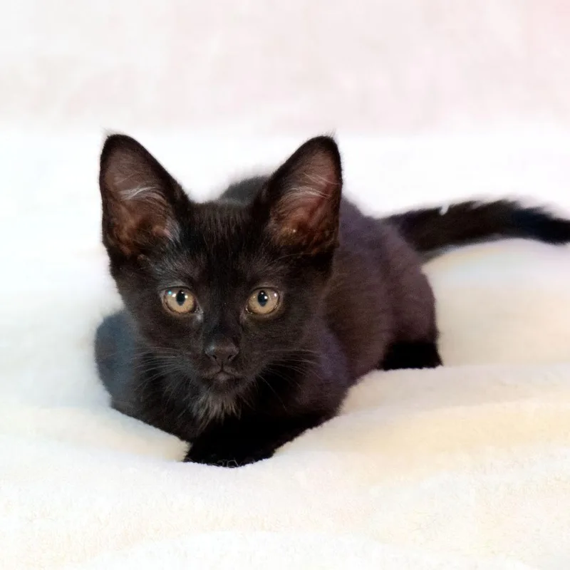 A baby medium-sized male Black Domestic Short Hair cat named Jeté for adoption in Tulsa, OK