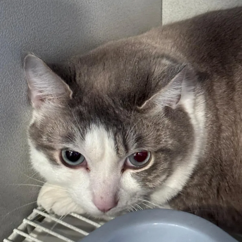 An adult large-sized male Lilac Point Domestic Short Hair cat named Moto Moto for adoption in Talent, OR