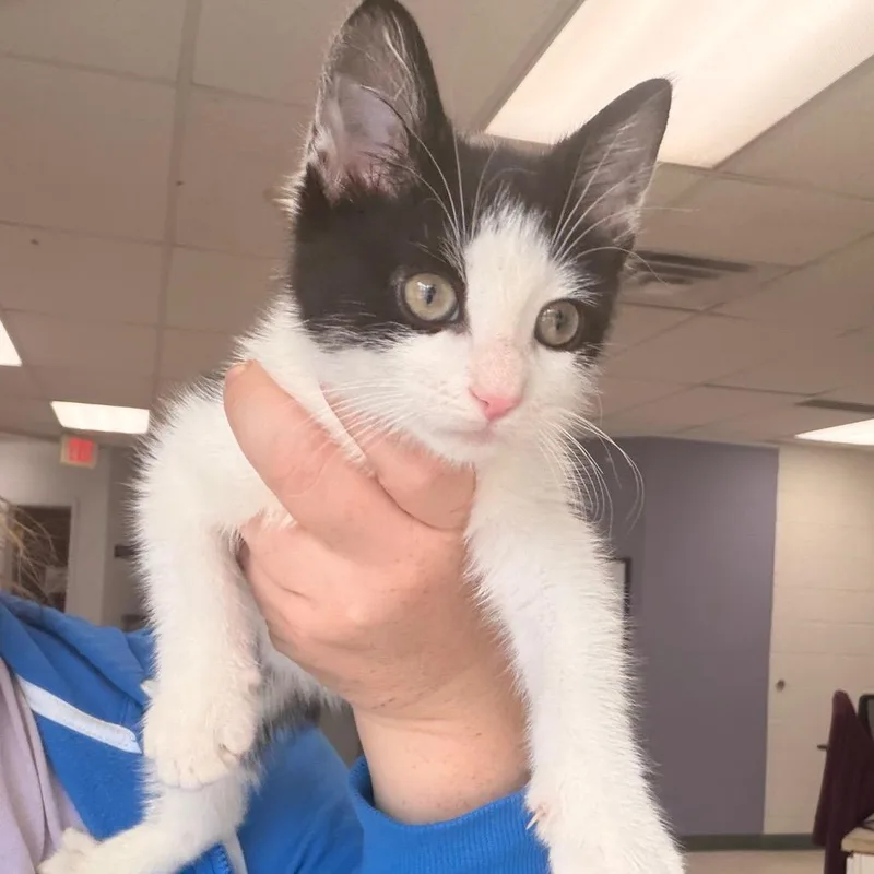 A baby small-sized male Domestic Short Hair cat named Scooter for adoption in Indianapolis, IN