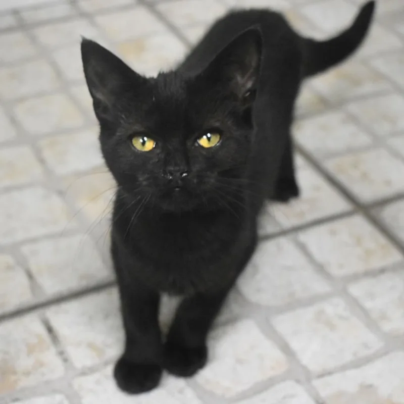 Black Bean