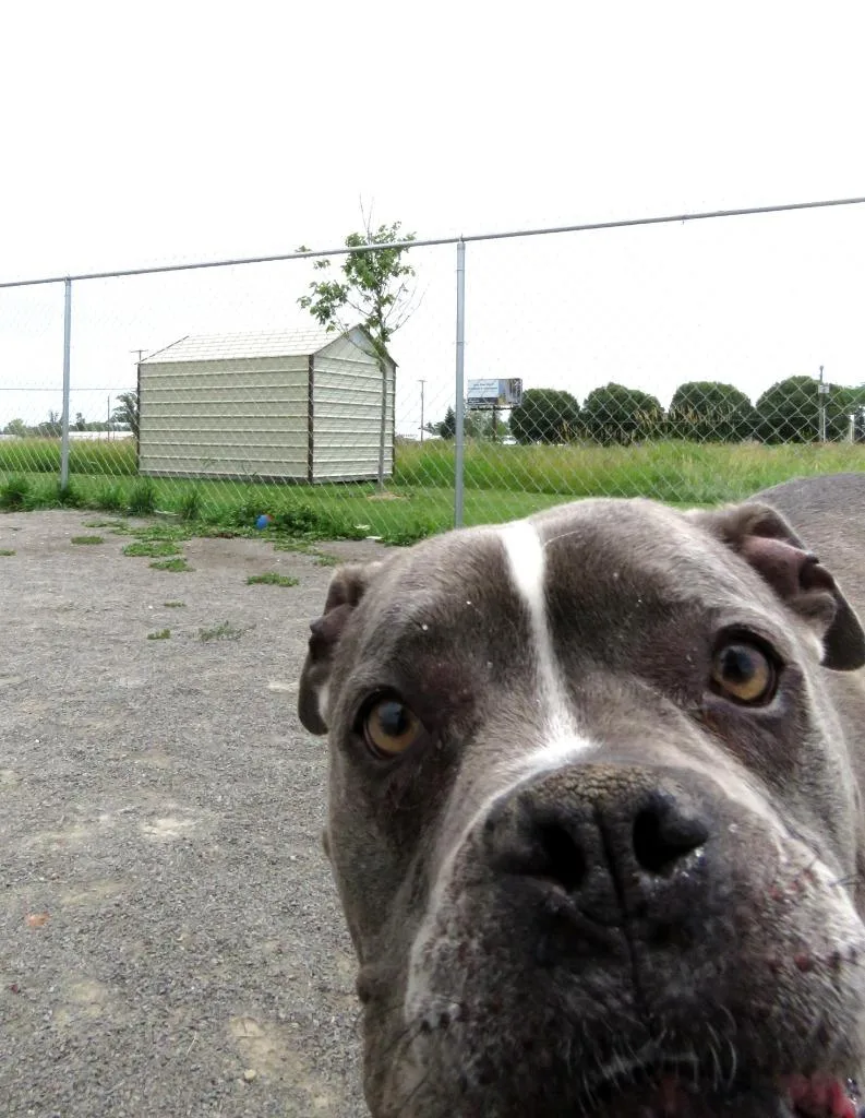 A senior medium-sized female Boxer dog named Kyra for adoption in Van Wert, OH