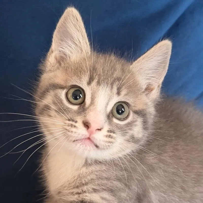 A baby small-sized female Gray / Blue / Silver Domestic Short Hair cat named Boomer Allenca for adoption in Tallahassee, FL