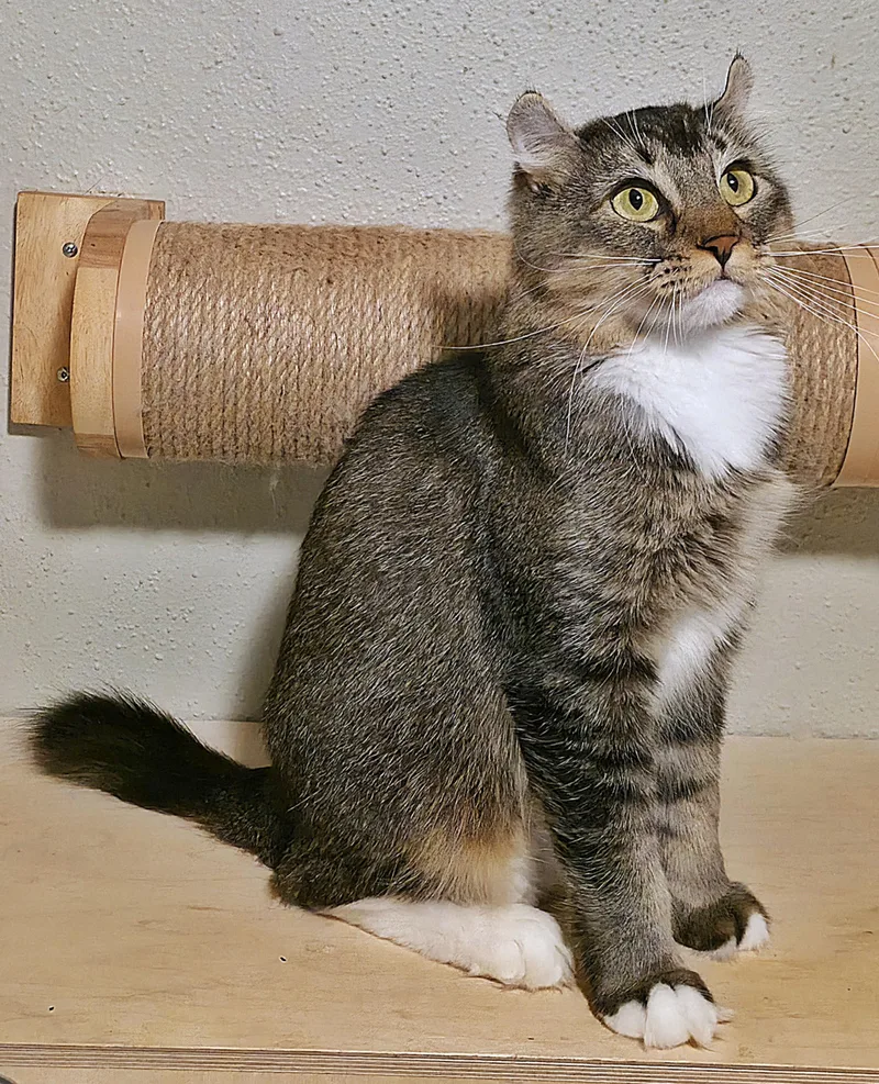 A young medium-sized female Tabby (Brown / Chocolate) Highland Fold cat named Sorcha for adoption in Converse, TX