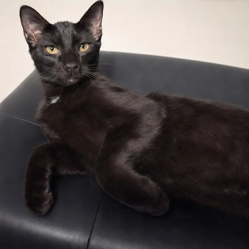 A young medium-sized male Black Domestic Short Hair cat named Rascal Rascalton for adoption in Chandler, AZ