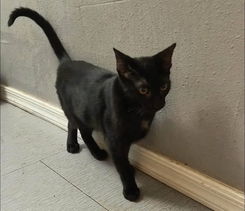 Rascal Rascalton thumbnail 2