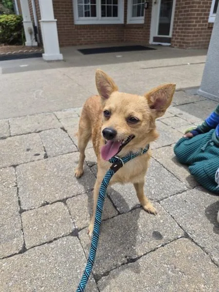 An adult small-sized male Chihuahua dog named Pen for adoption in Lawrenceville, GA