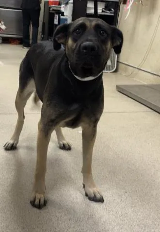 A young large-sized female German Shepherd Dog dog named Oatmeal for adoption in Riverside, CA