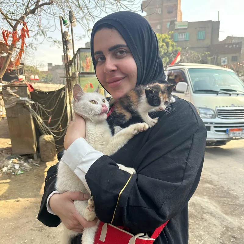 A young medium-sized female White Domestic Short Hair cat named Sweet Savannah From Egypt for adoption in Woodbridge, VA