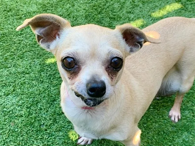 A senior small-sized female Chihuahua dog named A for adoption in Moreno Valley, CA