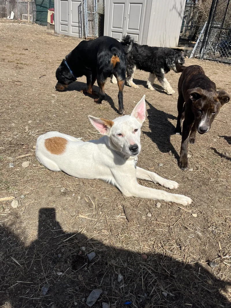 Dutchess thumbnail 4