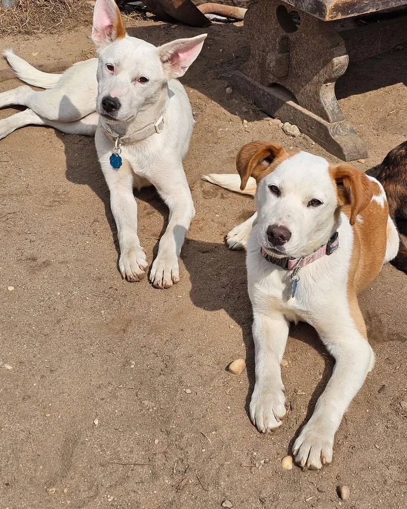 Dutchess thumbnail 5