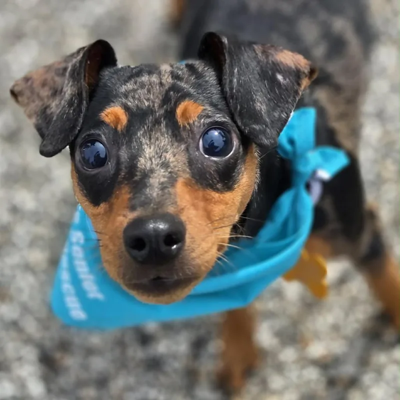 A young small-sized male Gray / Blue / Silver Miniature Pinscher dog named Quinn for adoption in Hudson, IL