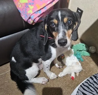 An adult medium-sized male Hound dog named Remington for adoption in Palmyra, VA