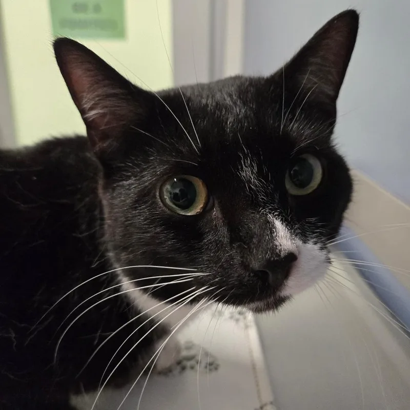 A young medium-sized female Black Domestic Short Hair cat named Sarah for adoption in Kennebunk, ME