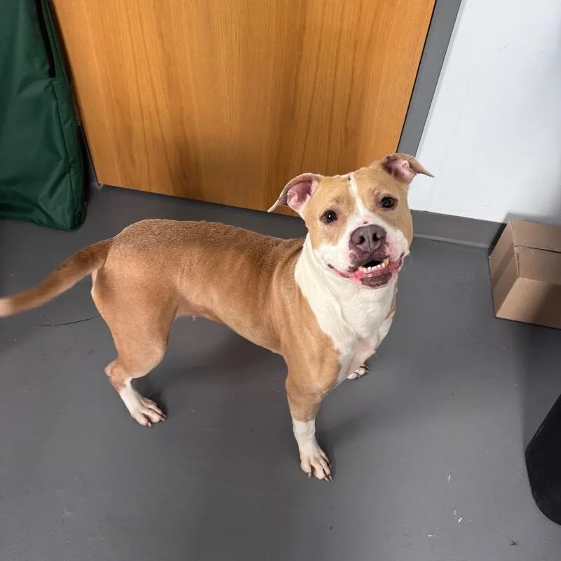 An adult large-sized female American Staffordshire Terrier dog named Ludior for adoption in Roanoke, VA