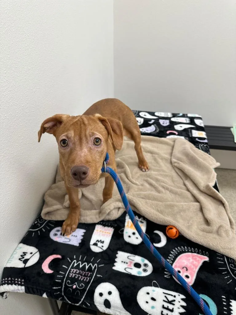 A baby small-sized female Mixed Breed dog named Blossom for adoption in Newberg, OR