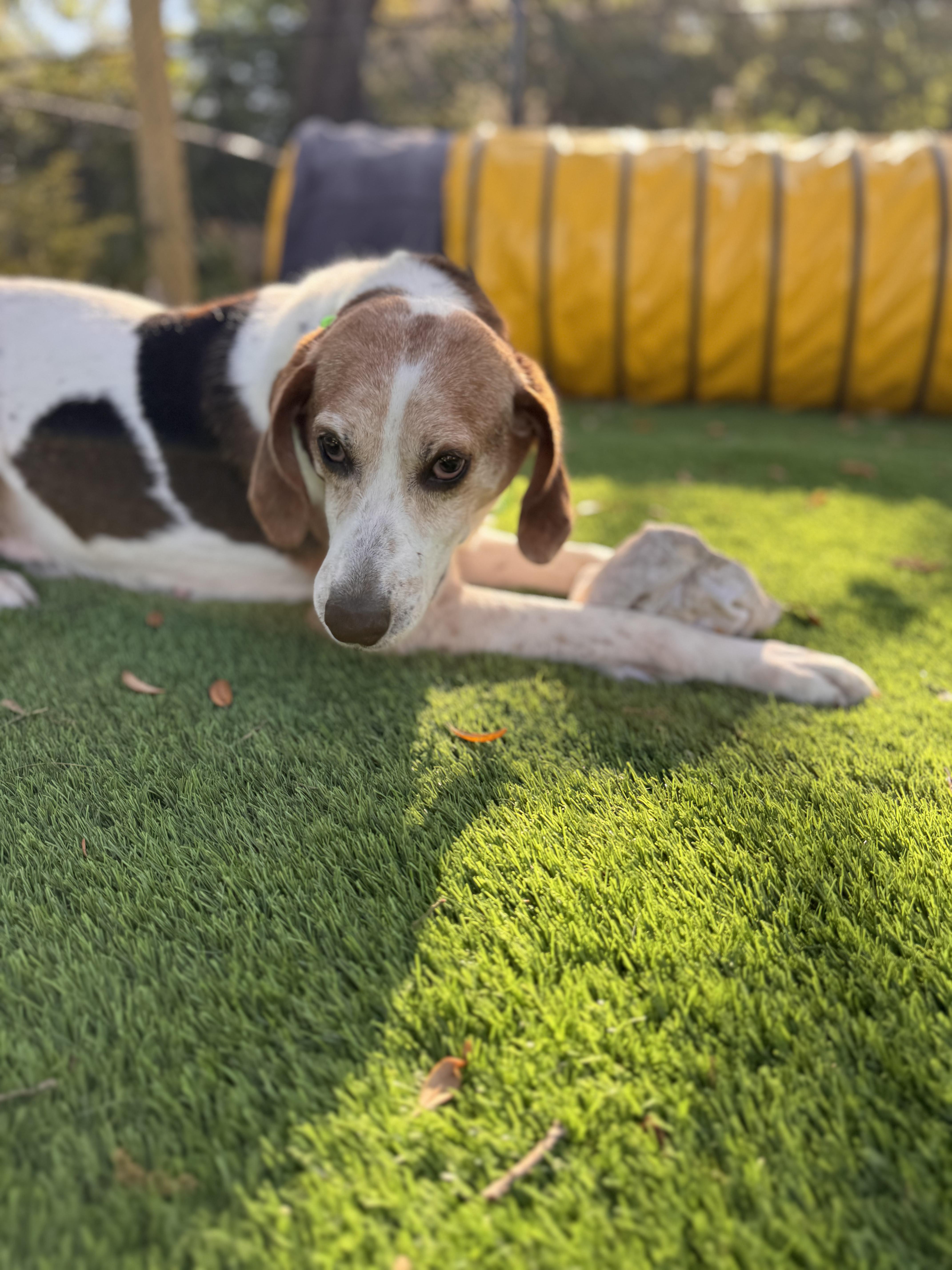 An adult large-sized male Coonhound dog named Shiloh for adoption in Pawleys Island, SC