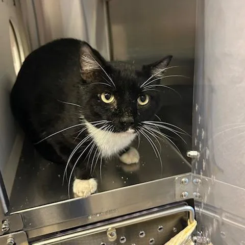An adult large-sized male Domestic Short Hair cat named Big Papa for adoption in Knoxville, TN