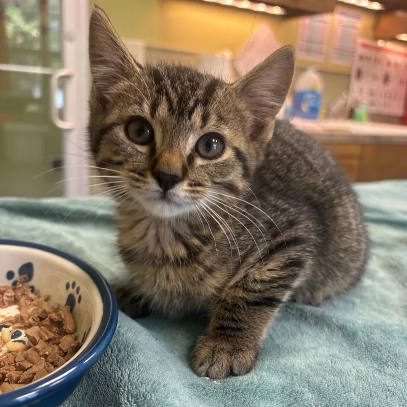 A baby small-sized male Brown / Chocolate Domestic Short Hair cat named Fumble for adoption in Kyle, TX