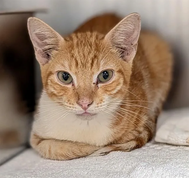 A young medium-sized male Domestic Short Hair cat named Oliver Tree for adoption in Fort Lauderdale, FL