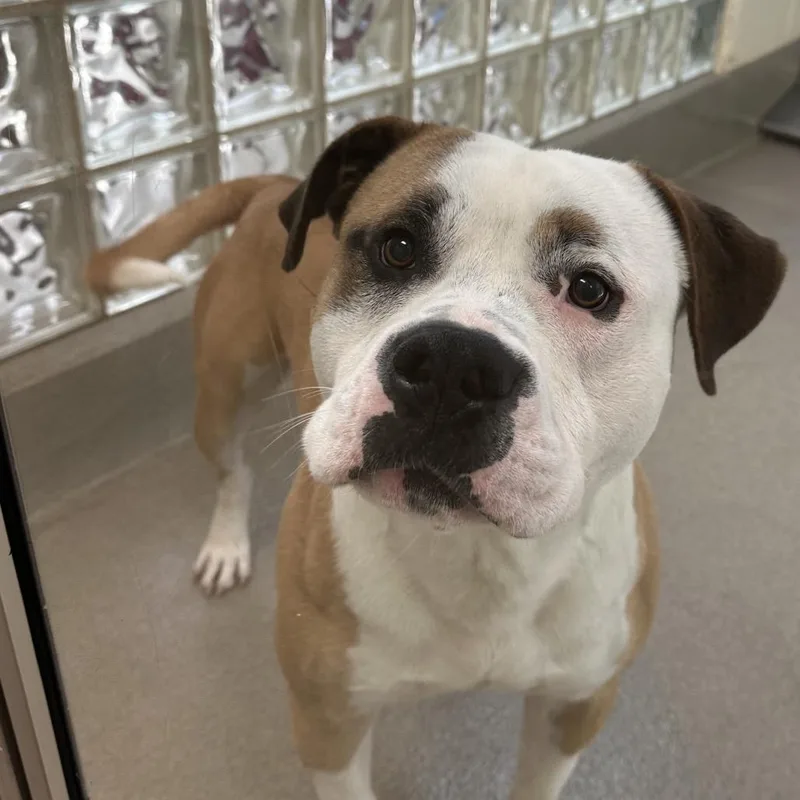 An adult medium-sized male Yellow / Tan / Blond / Fawn Pit Bull Terrier dog named Rico for adoption in Lynchburg, VA