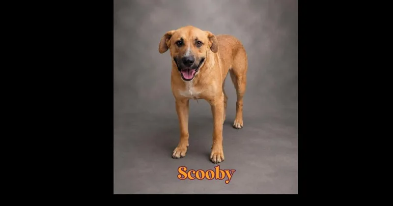 Scooby thumbnail 2