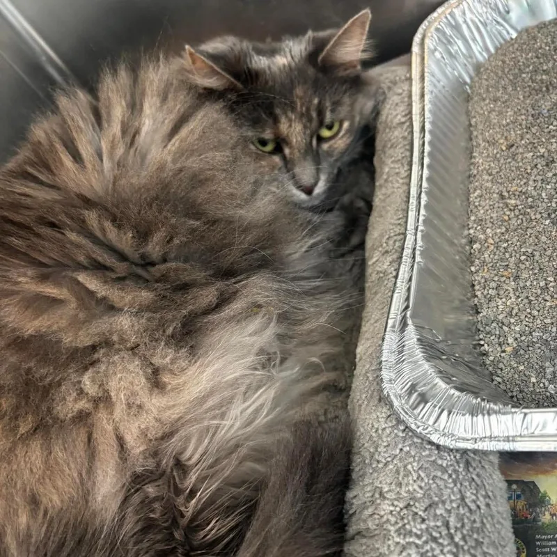 An adult large-sized female Tortoiseshell Domestic Long Hair cat named Dot for adoption in Huntington, WV