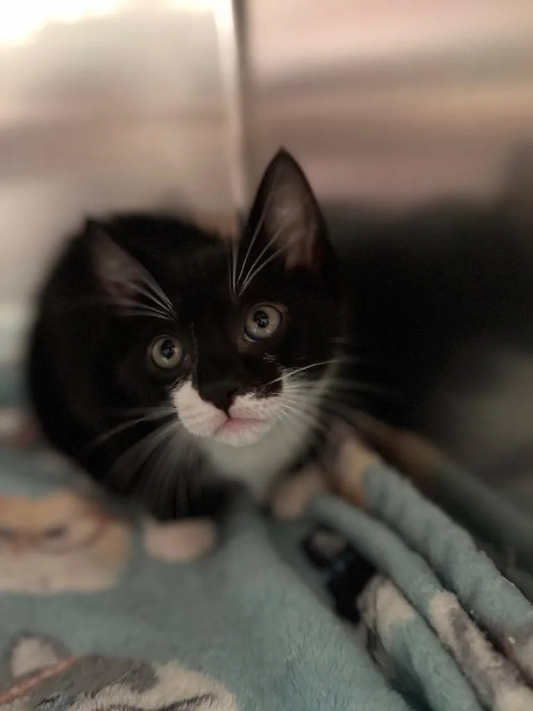 A baby small-sized male Domestic Short Hair cat named Fred for adoption in Labelle, FL