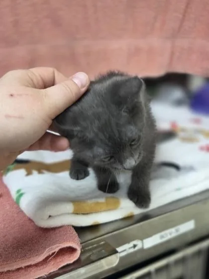 A baby small-sized female Domestic Short Hair cat named Santana for adoption in Westland, MI