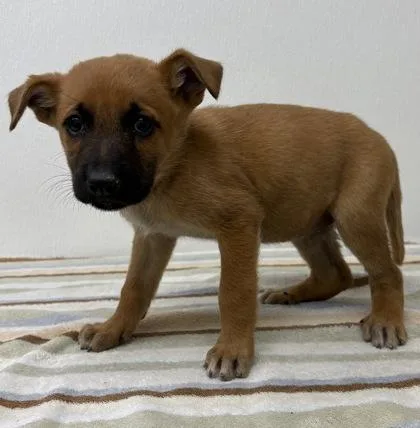 A young medium-sized female Shepherd dog named Madam Topham Hatt for adoption in Phoenix, AZ