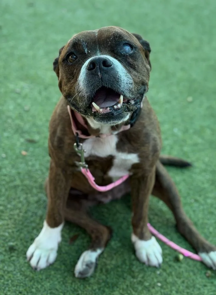 A senior large-sized female Brindle Boxer dog named Hemi for adoption in Lakeland, FL
