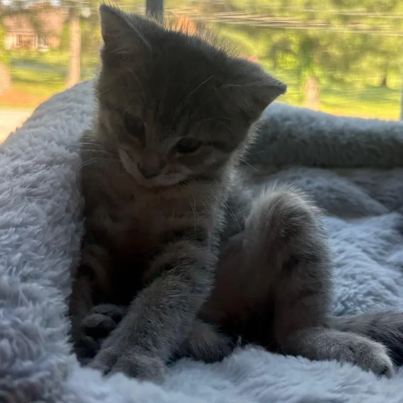 A baby small-sized female Gray / Blue / Silver Domestic Short Hair cat named Patricia for adoption in La Grange, KY