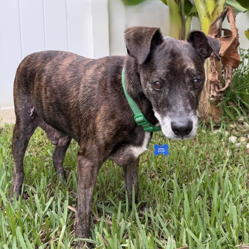 A senior medium-sized male Brindle Mountain Cur dog named Stewie for adoption in Orlando, FL