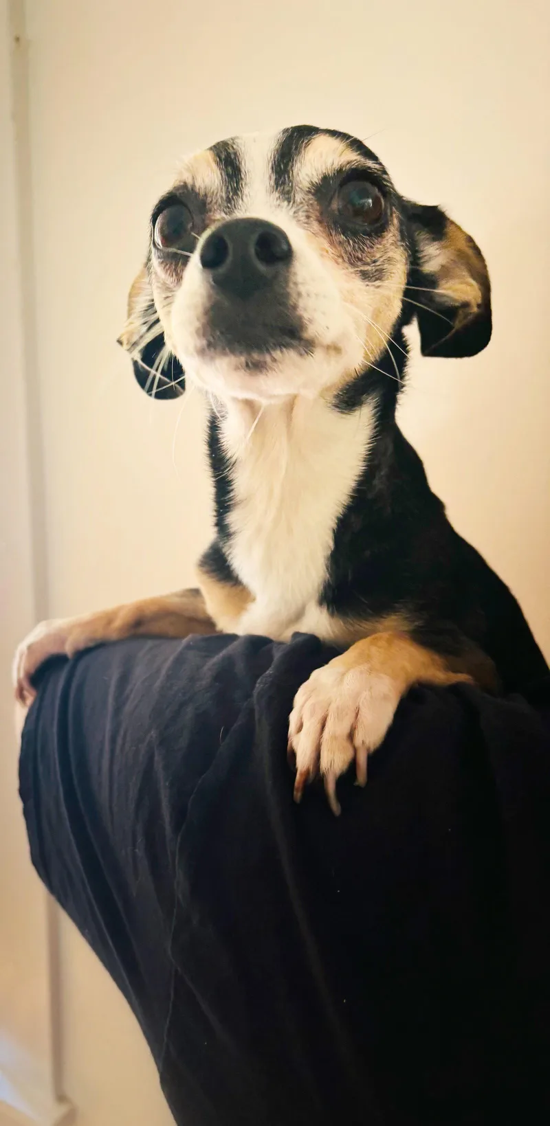 An adult small-sized female Chihuahua dog named Kikakee Camp for adoption in Pittsburg, CA