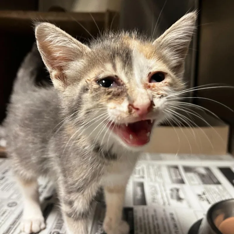 A young medium-sized female Domestic Short Hair cat named Skyline for adoption in San Antonio, TX