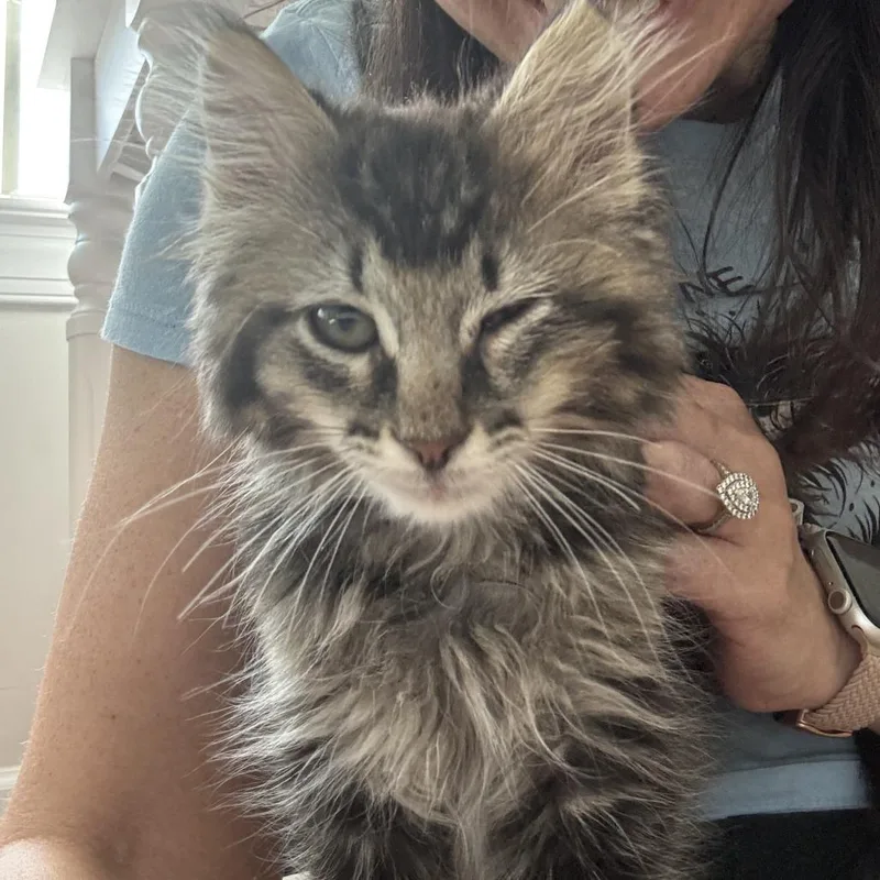 A baby small-sized male Brown / Chocolate Domestic Medium Hair cat named Curly for adoption in Opelika, AL