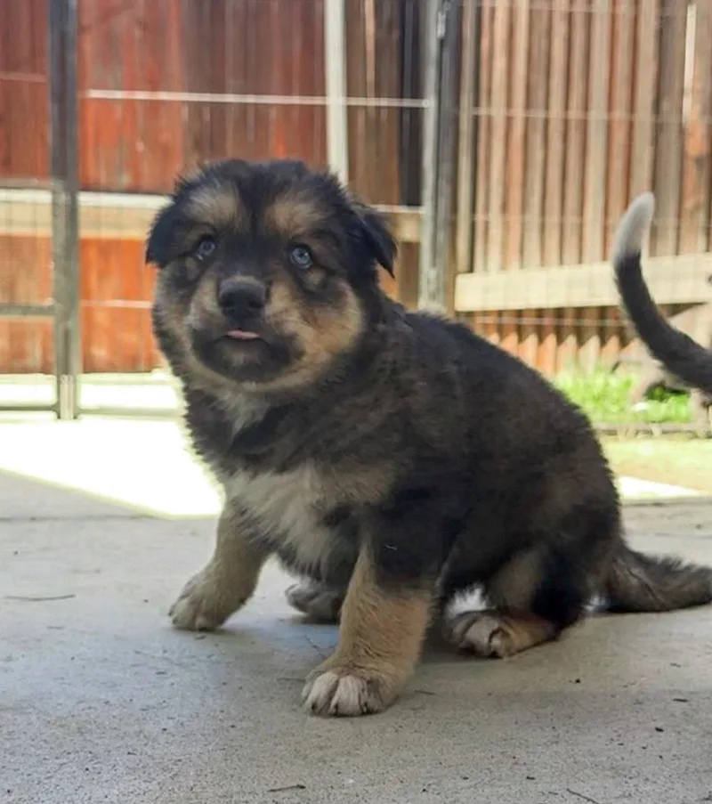 Marilynn's Puppy Mae