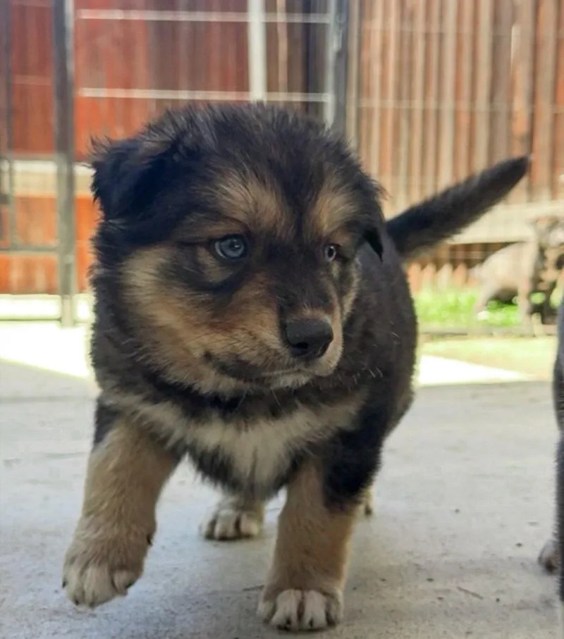 Marilynn's Puppy Mae thumbnail 3