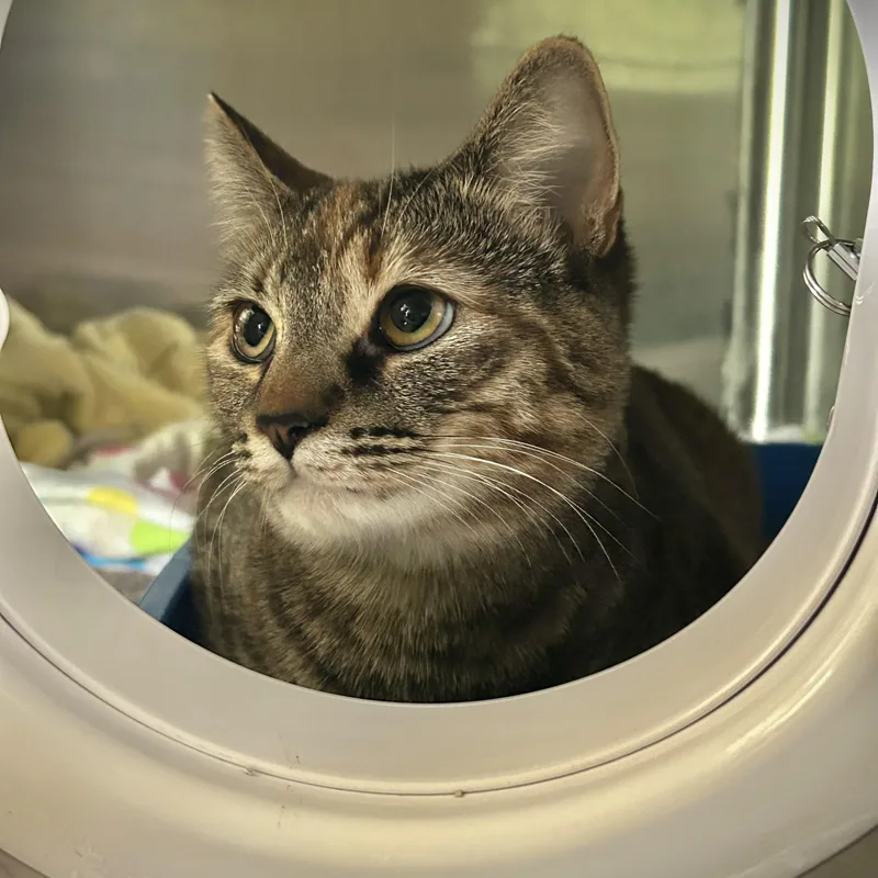 A young medium-sized female Dilute Calico Domestic Short Hair cat named Cake for adoption in Seymour, TN