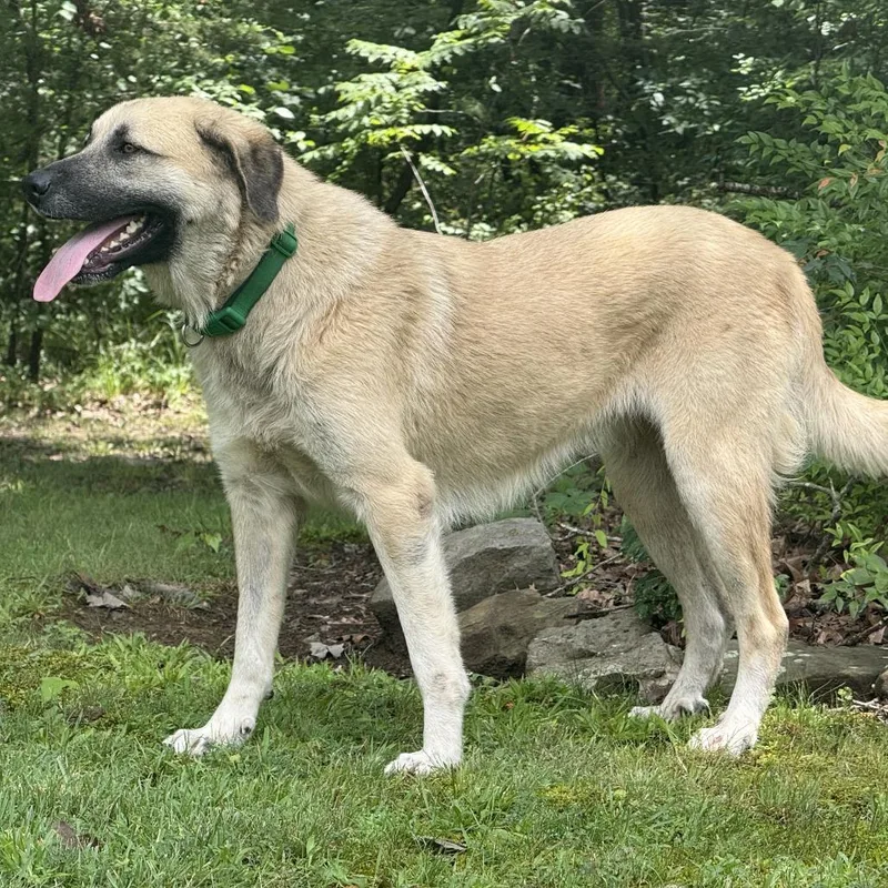 An adult large-sized female Yellow / Tan / Blond / Fawn Anatolian Shepherd dog named June for adoption in Huntsville, AL