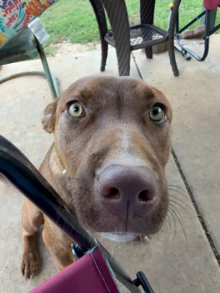 A baby medium-sized female Pit Bull Terrier dog named Cinnamon for adoption in Claremore, OK