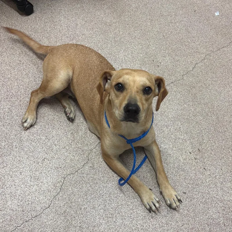 A young medium-sized female Yellow / Tan / Blond / Fawn Mixed Breed dog named Kiwi for adoption in Ardmore, OK