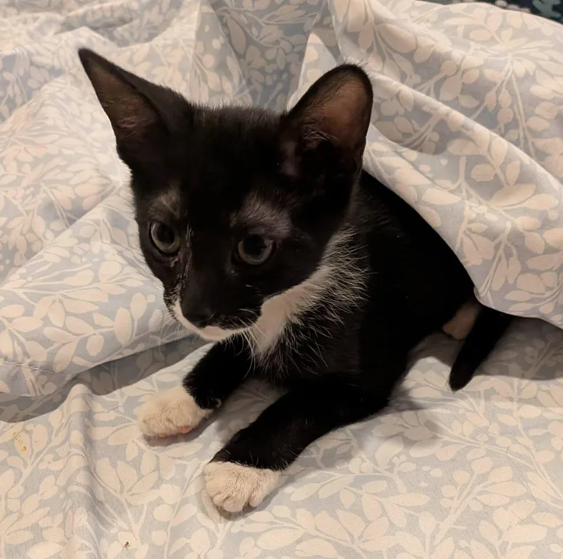 A baby medium-sized male Black & White / Tuxedo Domestic Short Hair cat named Anchovy for adoption in Queen Creek, AZ