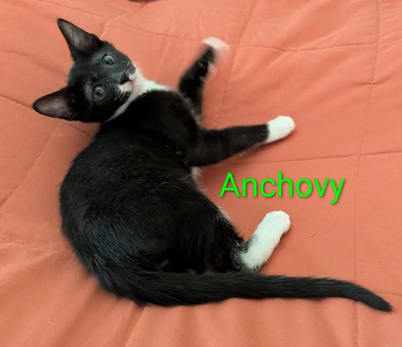 Anchovy thumbnail 2