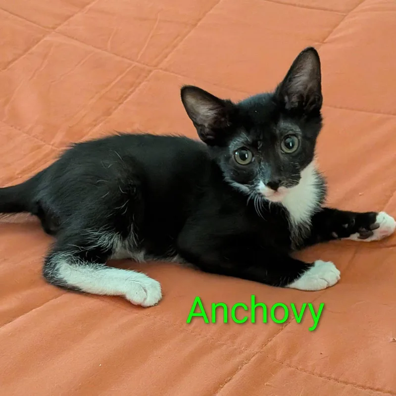 Anchovy thumbnail 3