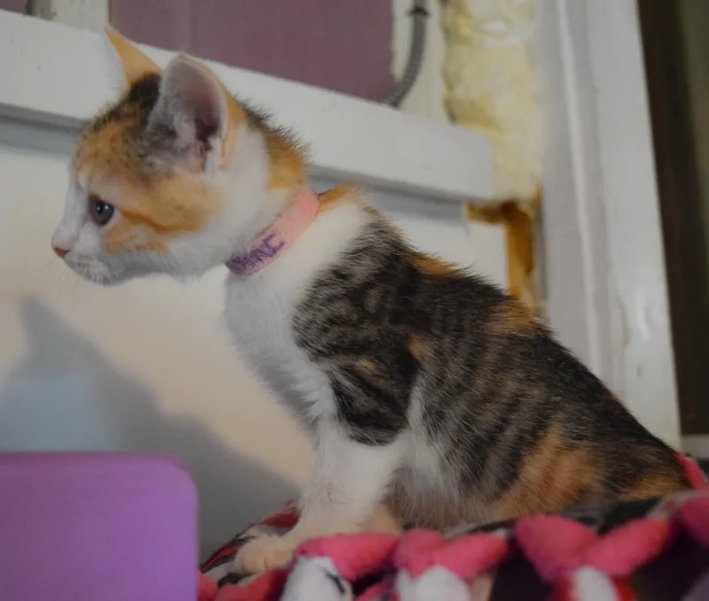 A baby medium-sized female Domestic Short Hair cat named Juicy Fruit for adoption in Bulverde, TX