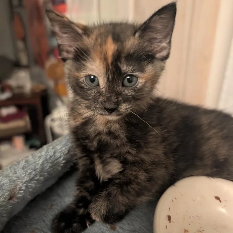 A baby small-sized female Tortoiseshell Domestic Short Hair cat named Tetia for adoption in Belleville, IL