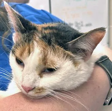A senior medium-sized female Domestic Short Hair cat named Cali Cat for adoption in Fishers, IN