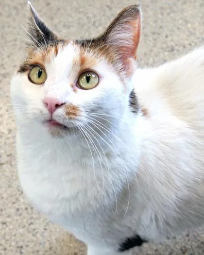 Cali Cat thumbnail 2