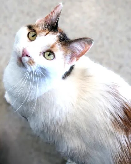 Cali Cat thumbnail 3